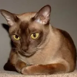 Burmese (British)