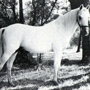 DHAREB