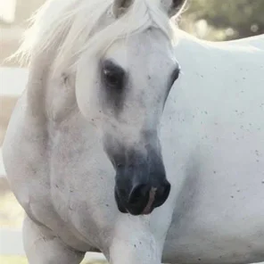 Petressa
