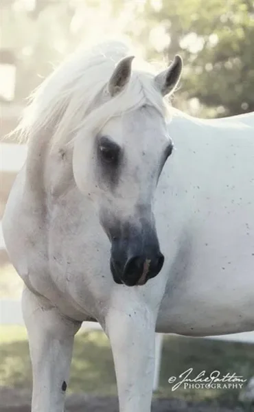 Petressa