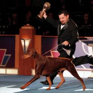 GETTING STARTED SHOWING YOUR DOG, AKC