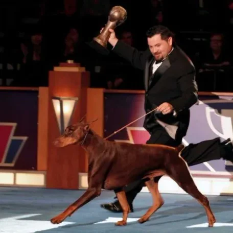 AKC Dog Show