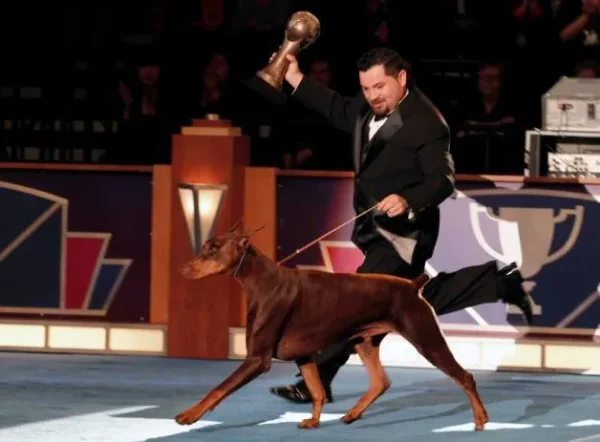AKC Dog Show
