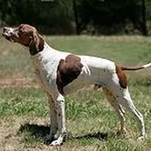 Pointer