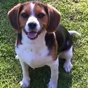 Beaglier (Designer Dog)