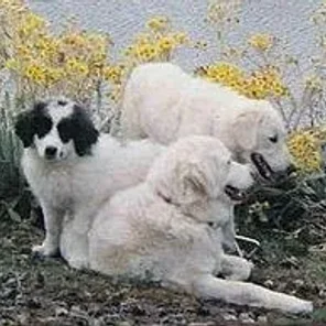 Mucuchies