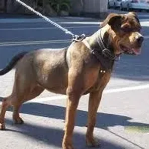 Pitweiler (Designer Dog)