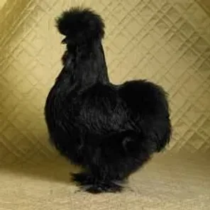 Bearded Black Silkie Bantam