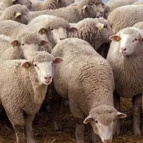 Sheep