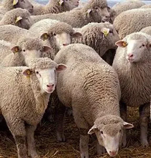 Sheep