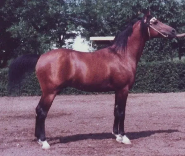 
TOPOL (SU) 1958 - bay stallion - 155cm,176cm,19,5cm - by Priboj out of Taktika by Taki Pan - breeder/owner: Tersk Stud/Russia - Champion Racehorse - Sired 54,5% Black Type racehorses by 68 foals.