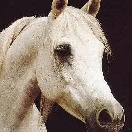 GHAZALA