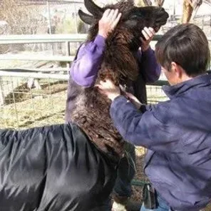Discussions on Reproduction in New World Camelids - Pt 1