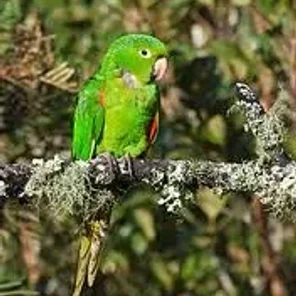 White-eyed Conure