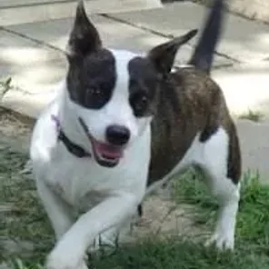 Foxton (Designer Dog)