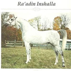 Raadin Inshalla