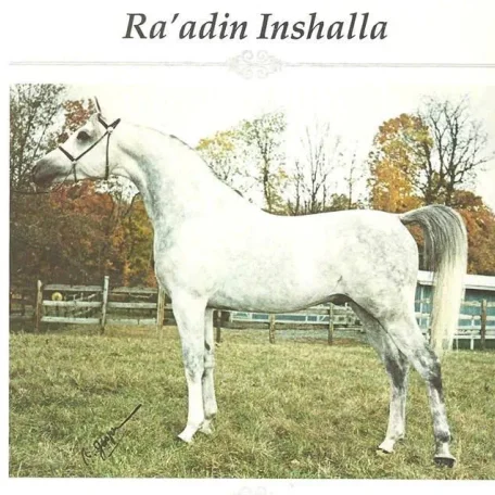 Raadin Inshalla