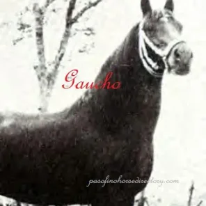 Gaucho