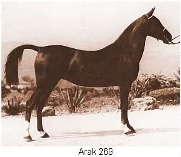 Arak