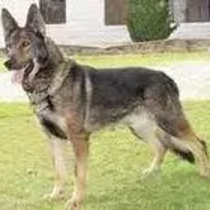 Kunming Wolfdog