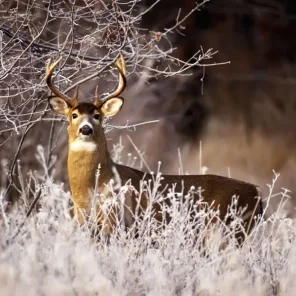 Animals in Winter We Domesticate