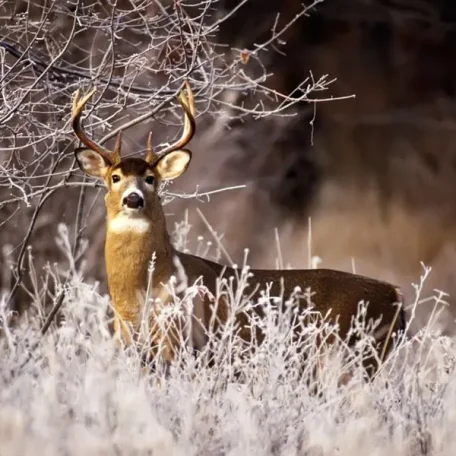 Animals in Winter - the contrast creates some of the most beautiful pallets