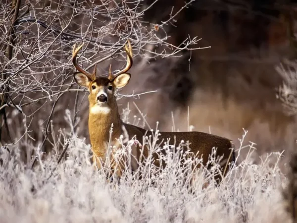 Animals in Winter - the contrast creates some of the most beautiful pallets