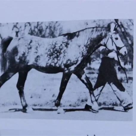 Abu Raseyn ( Raseyn x Hawija) grey stallion, foaled April 3, 1945.
Bed by Donald C. McKenna