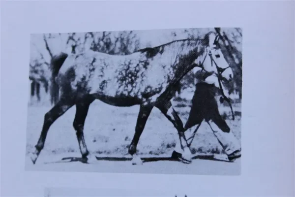 Abu Raseyn ( Raseyn x Hawija) grey stallion, foaled April 3, 1945.
Bed by Donald C. McKenna