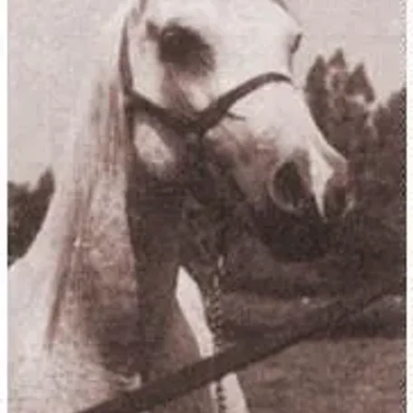 As soon as he came of age, Galimar was introduced into the breeding program with outstanding results. Bred to Bride Rose, he sired the filly Gali-Rose, who became an exceptionally beautiful mare as well as a great producer.