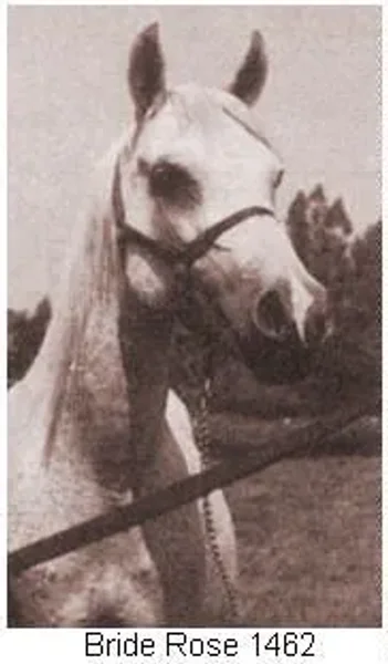 As soon as he came of age, Galimar was introduced into the breeding program with outstanding results. Bred to Bride Rose, he sired the filly Gali-Rose, who became an exceptionally beautiful mare as well as a great producer.