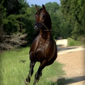 PRINCE VALENTINO MWR