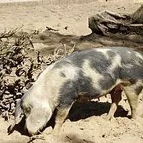 Bentheim Black Pied
