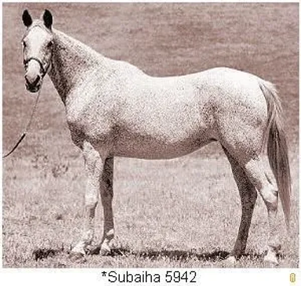 Subaiha