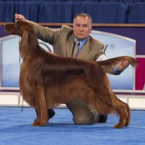 Canine Conformation