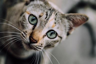 Why Do Cats Have Whiskers?