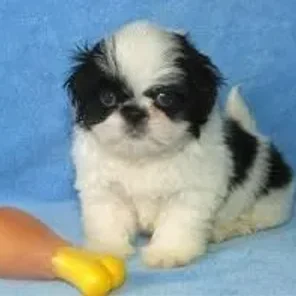 Jatzu (Designer Dog)
