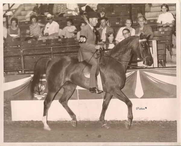 Carinosa ridden by Chuck Kibler
