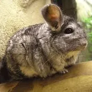 Chinchilla