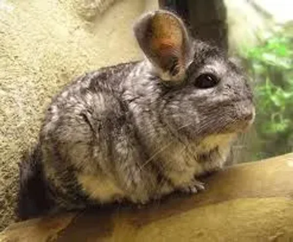 Chinchilla