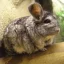 Chinchilla
