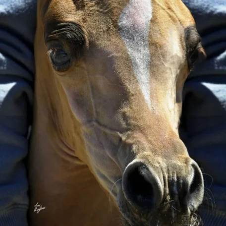 Such a lovely face...Priceless Da Vinci (Da Vinci x Momentica) contact Sue Martin for more information on this very special mare.