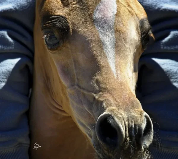 Such a lovely face...Priceless Da Vinci (Da Vinci x Momentica) contact Sue Martin for more information on this very special mare.