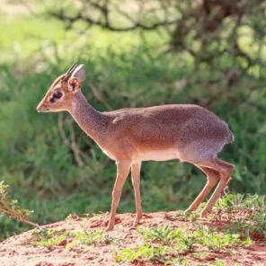 9 Fun Facts About the Dik-Dik