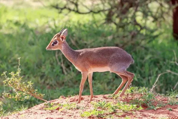 Dik-Dik - a most unusual little deer that's actually an antelope