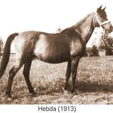 Hebda
