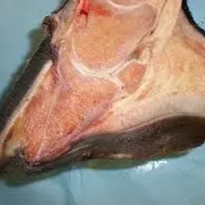 Abscess in Horses