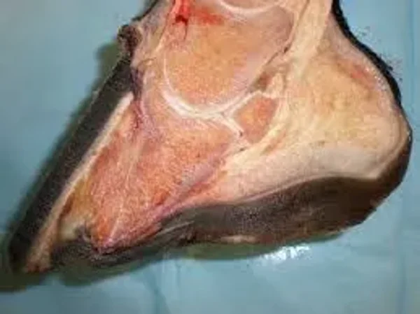 Laminitis