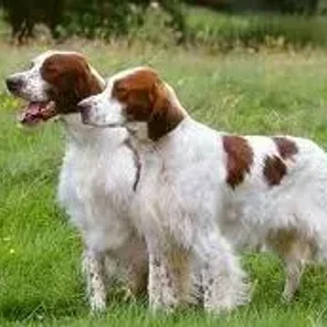 Irish Red and White Setter