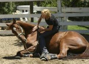 How to Succeed in Breaking a Horse